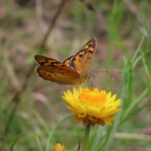 Heteronympha merope at Kambah, ACT - 11 Nov 2022