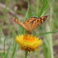 Heteronympha merope at Kambah, ACT - 11 Nov 2022