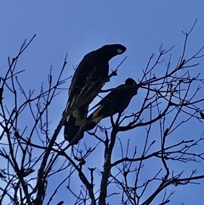 Zanda funerea (Yellow-tailed Black-Cockatoo) at Mittagong, NSW - 9 Nov 2022 by Willowvale42