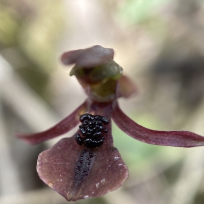 Chiloglottis trapeziformis (Diamond Ant Orchid) at Mount Fairy, NSW - 28 Oct 2022 by AJB
