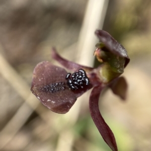 Chiloglottis trapeziformis at Mount Fairy, NSW - suppressed