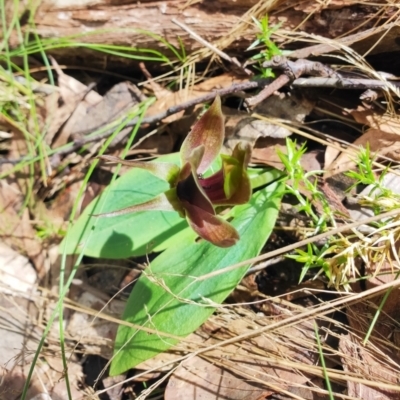 Chiloglottis valida (Large Bird Orchid) at Cotter River, ACT - 12 Nov 2022 by Soph