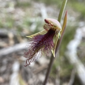 Calochilus platychilus at Mount Fairy, NSW - 28 Oct 2022