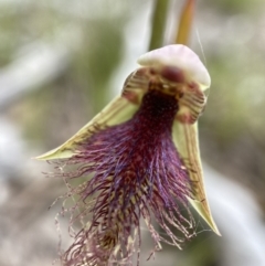 Calochilus platychilus at Mount Fairy, NSW - 28 Oct 2022