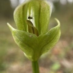 Pterostylis curta (Blunt Greenhood) at Bungonia, NSW - 22 Sep 2022 by AJB