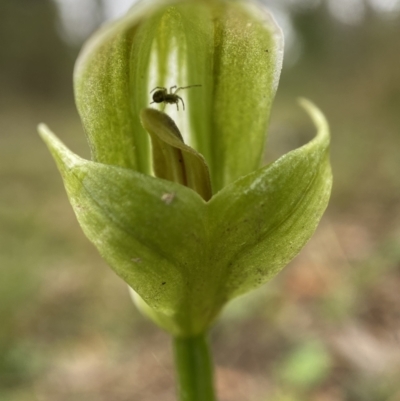 Pterostylis curta (Blunt Greenhood) at Bungonia National Park - 22 Sep 2022 by AJB
