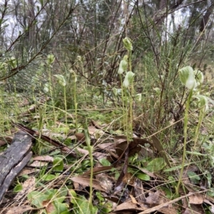 Pterostylis curta at Bungonia, NSW - 22 Sep 2022