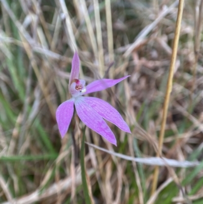 Caladenia carnea (Pink Fingers) at Bungonia, NSW - 22 Sep 2022 by AJB