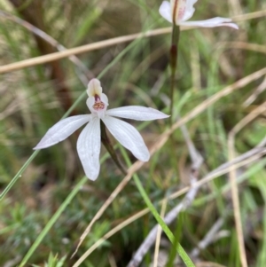 Caladenia fuscata at Bungonia, NSW - suppressed