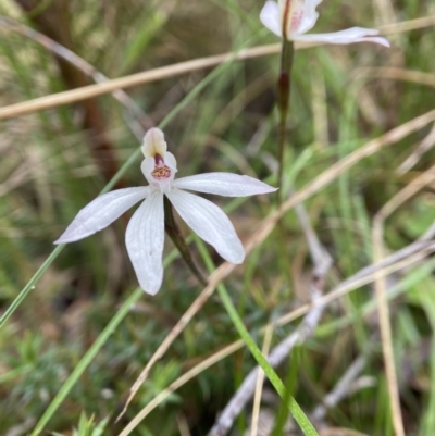 Caladenia fuscata (Dusky Fingers) at Bungonia, NSW - 22 Sep 2022 by AJB