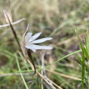 Caladenia fuscata at Bungonia, NSW - suppressed