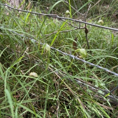 Pterostylis nutans (Nodding Greenhood) at Mount Fairy, NSW - 28 Oct 2022 by AJB