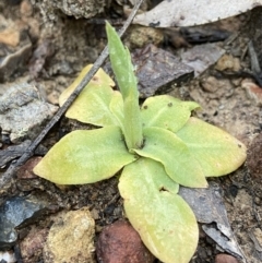 Oligochaetochilus sp. (A Rustyhood Orchid) at Bungonia National Park - 22 Sep 2022 by AJB