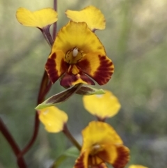 Diuris semilunulata (Late Leopard Orchid) at Stromlo, ACT - 8 Nov 2022 by AJB