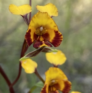 Diuris semilunulata at Stromlo, ACT - 8 Nov 2022