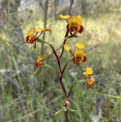 Diuris semilunulata at Stromlo, ACT - 8 Nov 2022