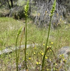 Microtis unifolia (Common Onion Orchid) at Stromlo, ACT - 8 Nov 2022 by AJB