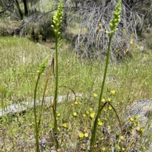 Microtis unifolia at Stromlo, ACT - 8 Nov 2022