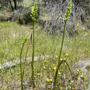 Microtis unifolia at Stromlo, ACT - suppressed