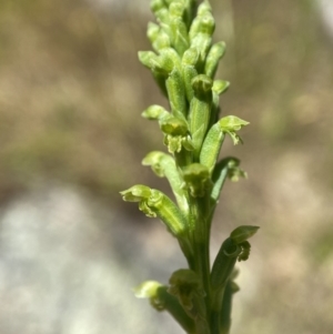 Microtis unifolia at Stromlo, ACT - suppressed