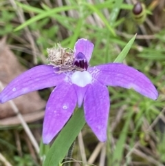 Glossodia major (Wax Lip Orchid) at Stromlo, ACT - 24 Oct 2022 by AJB