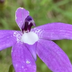 Glossodia major at Stromlo, ACT - 24 Oct 2022