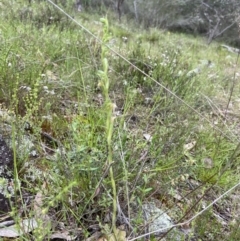 Hymenochilus cycnocephalus (Swan greenhood) at Stromlo, ACT - 24 Oct 2022 by AJB