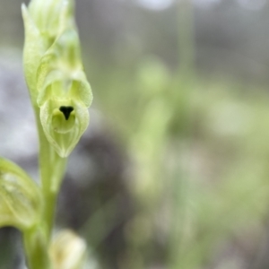 Hymenochilus cycnocephalus at Stromlo, ACT - 24 Oct 2022