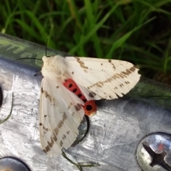 Spilosoma canescens (Dark-spotted Tiger Moth) at Hackett, ACT - 11 Nov 2022 by UserYYUcWrIf
