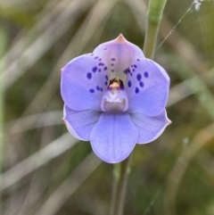 Thelymitra juncifolia (Dotted Sun Orchid) at Black Mountain - 7 Nov 2022 by AJB