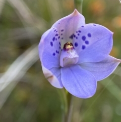 Thelymitra juncifolia at Bruce, ACT - suppressed