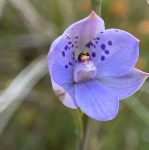 Thelymitra juncifolia at Bruce, ACT - 7 Nov 2022