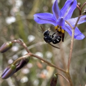 Lipotriches (Austronomia) ferricauda at Bruce, ACT - 7 Nov 2022 12:49 PM