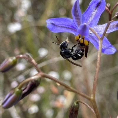 Lipotriches (Austronomia) ferricauda (Halictid bee) at Black Mountain - 7 Nov 2022 by AJB