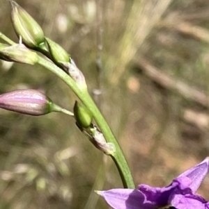 Arthropodium fimbriatum at Hughes, ACT - 11 Nov 2022