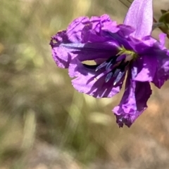 Arthropodium fimbriatum at Hughes, ACT - 11 Nov 2022