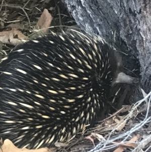 Tachyglossus aculeatus at Bowral, NSW - 25 Sep 2022