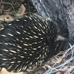 Tachyglossus aculeatus (Short-beaked Echidna) at Bowral, NSW - 25 Sep 2022 by Willowvale42