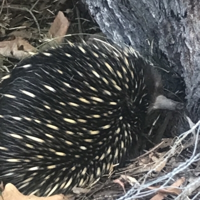 Tachyglossus aculeatus (Short-beaked Echidna) at Bowral - 25 Sep 2022 by Willowvale42