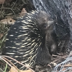 Tachyglossus aculeatus at suppressed - 25 Sep 2022