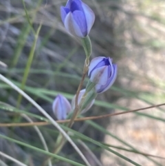 Thelymitra megcalyptra (Swollen Sun Orchid) at Mount Majura - 9 Nov 2022 by Louisab