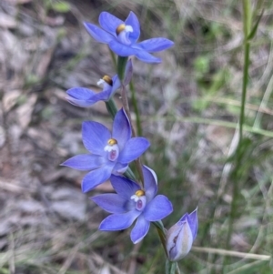 Thelymitra megcalyptra at Hackett, ACT - 9 Nov 2022