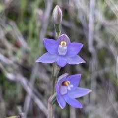 Thelymitra sp. (pauciflora complex) (Sun Orchid) at Mount Majura - 9 Nov 2022 by Louisab