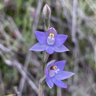 Thelymitra sp. (pauciflora complex) (Sun Orchid) at Mount Majura - 9 Nov 2022 by Louisab