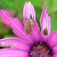 Phaulacridium vittatum (Wingless Grasshopper) at Wodonga - 13 Nov 2022 by KylieWaldon