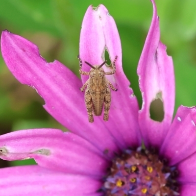 Phaulacridium vittatum (Wingless Grasshopper) at Wodonga - 13 Nov 2022 by KylieWaldon