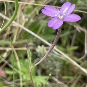 Epilobium sp. at Mount Clear, ACT - 28 Jan 2022 11:36 AM