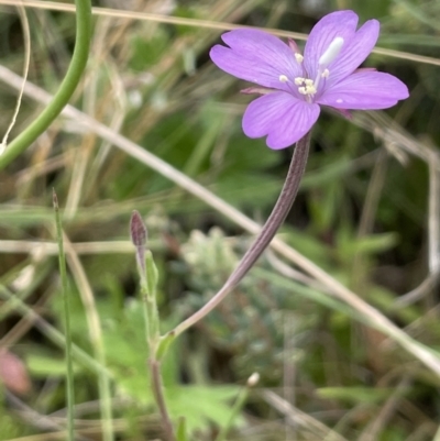 Epilobium sp. (A Willow Herb) at Namadgi National Park - 28 Jan 2022 by JaneR