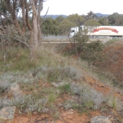 Chrysocephalum apiculatum (Common Everlasting) at Michelago, NSW - 11 Oct 2022 by michaelb