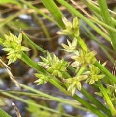 Juncus prismatocarpus (Branching Rush) at Namadgi National Park - 28 Jan 2022 by JaneR